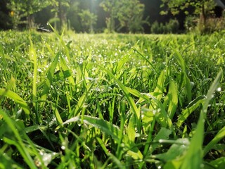 green grass with dew drops and sun rays close up morning
