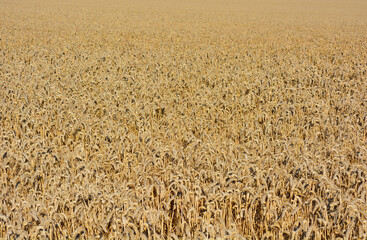 Field of wheat, Triticum aestivum