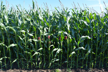 Obraz premium Field of corn ripening in summer