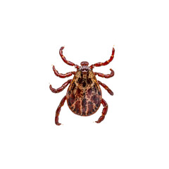 Encephalitis Infected Tick Insect Isolated on White Background. Lyme Borreliosis Disease or Encephalitis Virus Infectious Dermacentor Tick Arachnid Parasite.
