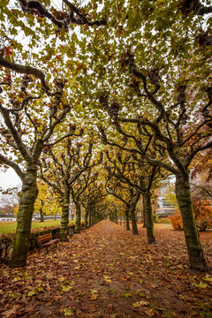 Colorful Autumn At Nizza Park In Frankfurt Am Main, Germany