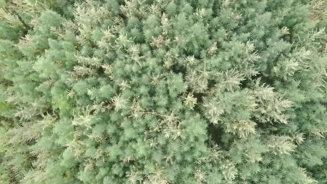 Large cannabis field hemp. Cannabis leafs and narcotic buds in illegal narco plantation. Medicinal cannabis field cultivation. Illegal narco weed plantation growing outdoors