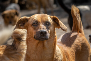 closeup portrait sad homeless abandoned dog outdoor