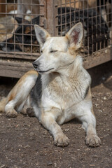 closeup portrait sad dog puppy locked in the metal cage. homeless dog concept