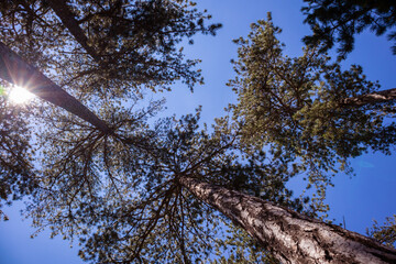 Bottom view of tall pine trees and sun in the evergreen forest of Zlatibor nature reserve, Serbia, Europe. Blue sky in the background.