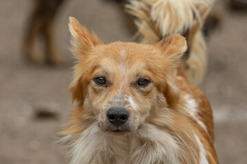 closeup portrait sad homeless abandoned colored dog outdoor