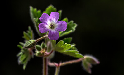 Fototapeta premium Background of a plant Gerenium Purpureum, Turnagagası, Ebedon