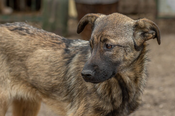 closeup portrait sad homeless abandoned colored dog outdoor