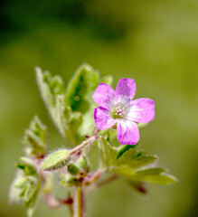 Background of a plant Gerenium Purpureum, Turnagagası, Ebedon