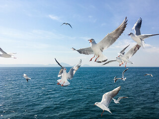 Group of seagull flying in the air above the ocean