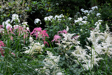 Blumen im Garten, Botanischer Garten in Gütersloh im Juli
