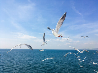 Group of seagull flying in the air above the ocean