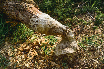 Baum Zerfressen Durch Biber