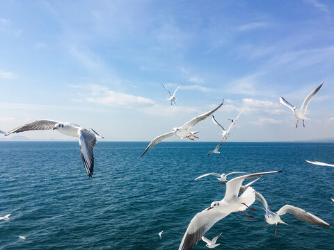 Group of seagull flying in the air above the ocean