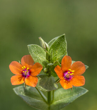 Anagallis arvensis is a species of Anagallis genus of the chuha flower giller family. It's known as the mouse's ear or rat's ear. 