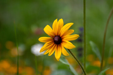 Yellow Flower