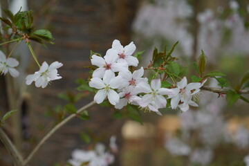 Weiße Blüten im Frühling an einem Ast