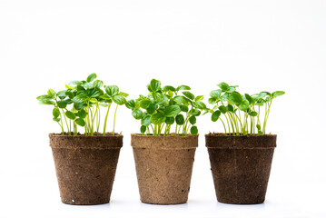 passion fruit sprouts seeded in brown recycled cardboard pots