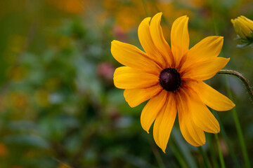 Yellow Flower