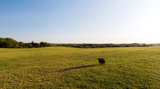 Cattle grazing in meadow in fair weather