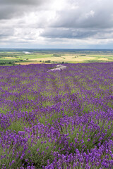 Obraz premium Lavender fields near the village of Tarcal
