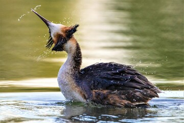 Great Crested Grebe © Mariusz