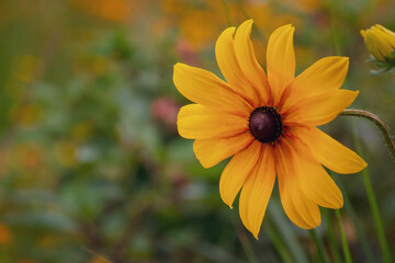 Yellow Flower