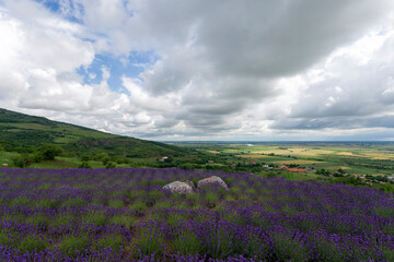 Fototapeta premium Lavender fields near the village of Tarcal