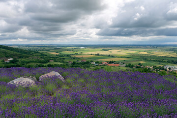 Plakat Lavender fields near the village of Tarcal