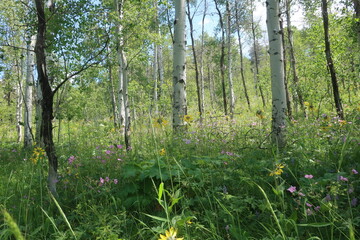 Fototapeta premium Thick forest and trees in Wyoming