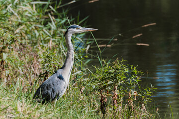 Grey heron in the wild