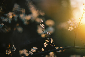 winter blossom at sunset