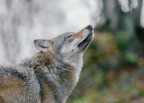 Wild wolf