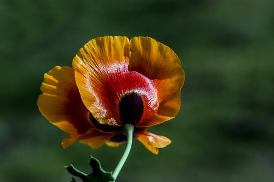 Glaucium corniculatum (Boynuzlu Gelincik, Gulgulum, Canakkiran) Closeup of a red horned-poppy flower bud. Cappadocia, Turkey