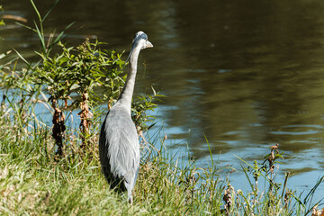 Great blue heron on the shore