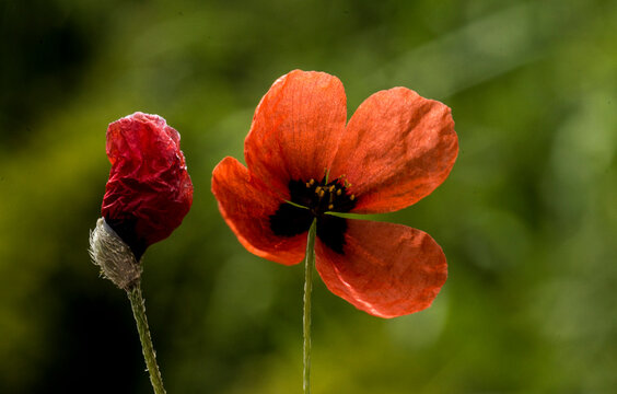 Anagallis arvensis is a species of Anagallis genus of the chuha flower giller family. It's known as the mouse's ear or rat's ear. 