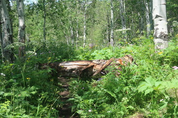 Obraz premium Thick forest and trees in Wyoming