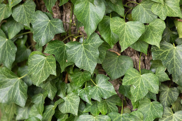 Green ivy leaves on a tree
