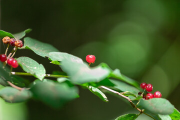 red berries on a branch isolated on green nature background