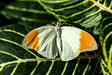 Pontia daplidice, the Bath white, is a small butterfly of the family Pieridae, the yellows and whites, which occurs in the Palearctic region. 