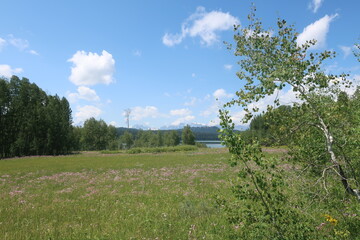 Meadow surrounded by trees