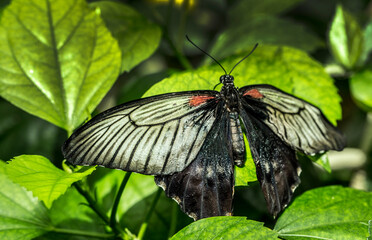 (Papilionidae) Butterfly family consisting of swallowtail, 4 subfamilies, 32 genera and one 600 species, one of which is extinct.