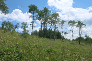 Trees in a row on a hill