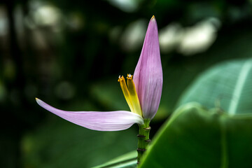 (Tropogon Angustifolium, goatsbeard, salsify) Tragopogon, also known as goatsbeard or salsify, is a genus of flowering plants in the sunflower family. 