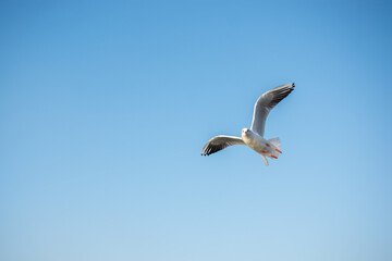 Single seabird seagull  flying in sky with sky as background