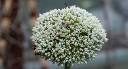 Leek blooming. Pollination of plants by insects.