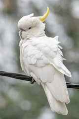 Sulphur-crested Cockatoos on a rainy day