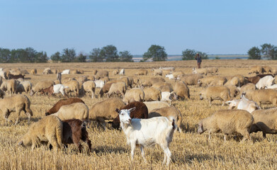 A herd of goats and sheep. Animals graze on the stubble of wheat. Round bales of straw in the field.