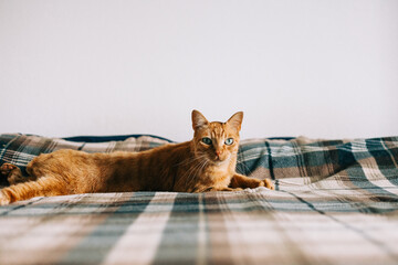 ginger cat at bed