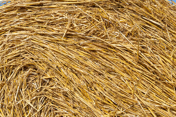 Close up of straw background texture.